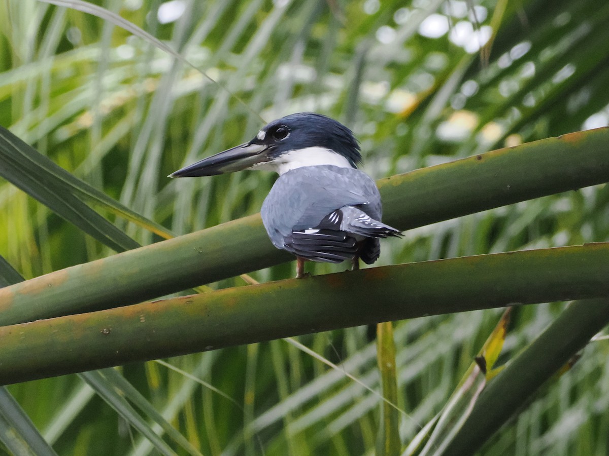 Ringed Kingfisher (Northern) - ML638634971