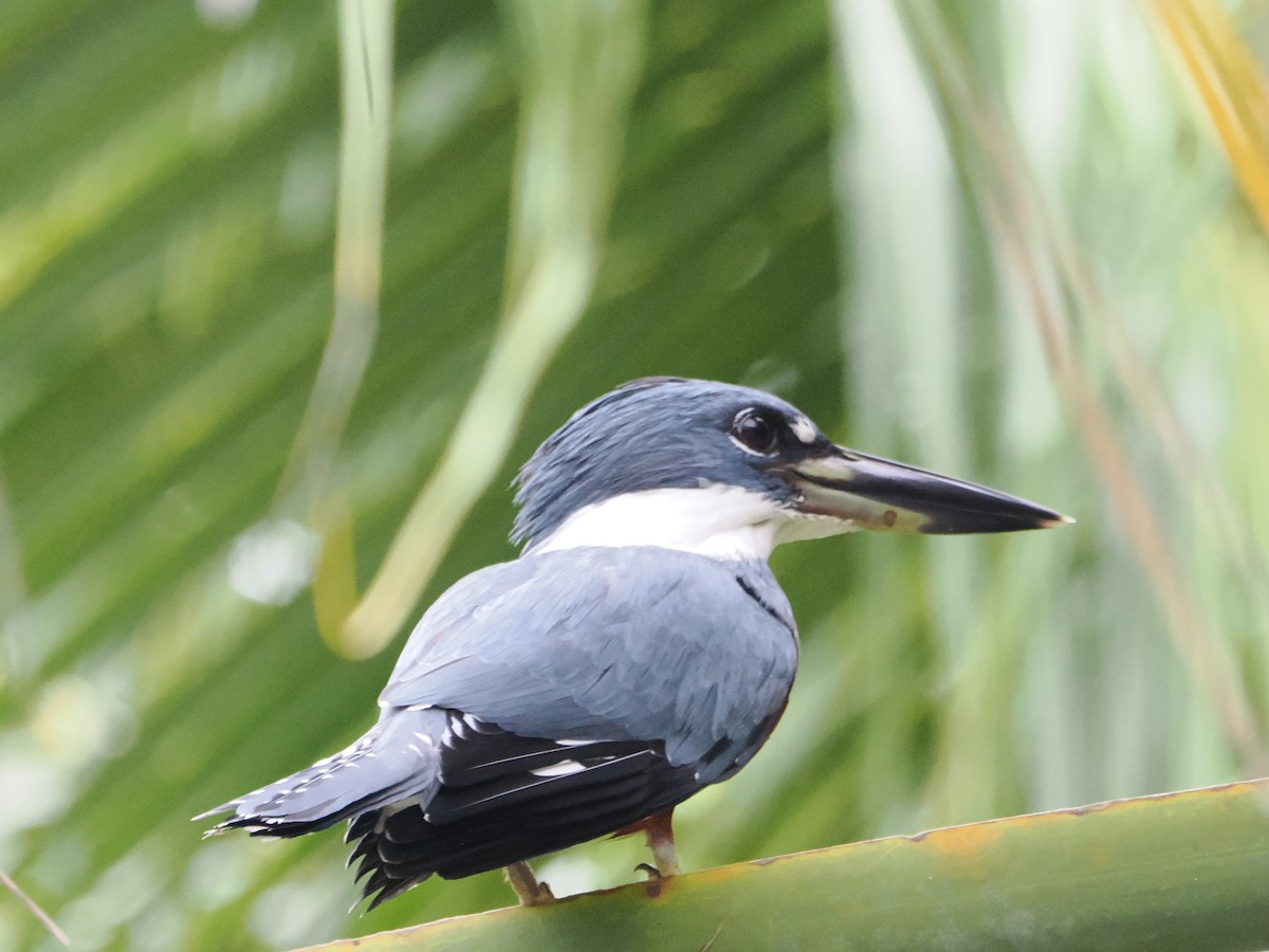 Ringed Kingfisher (Northern) - ML638634972