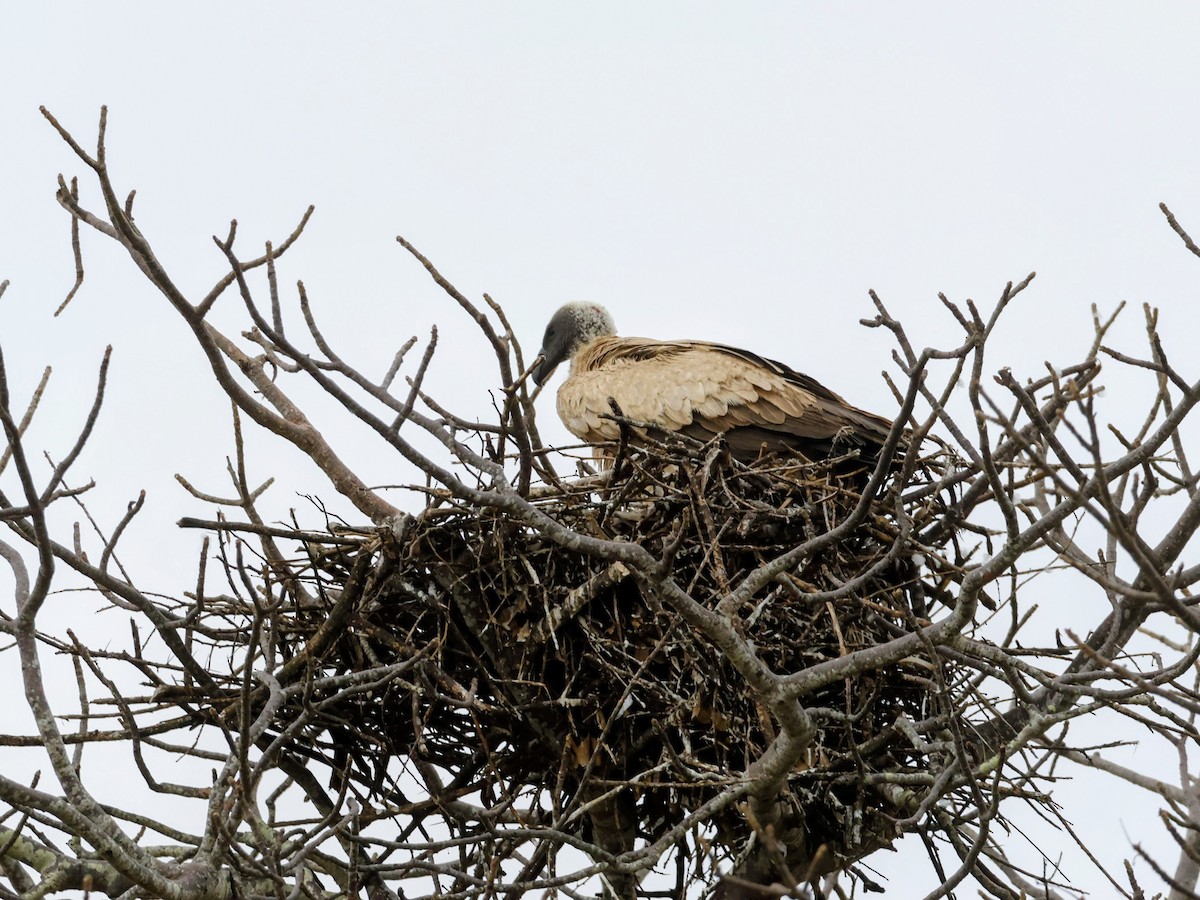 White-backed Vulture - ML638634987
