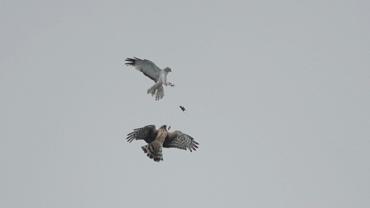 Northern Harrier - ML638635004