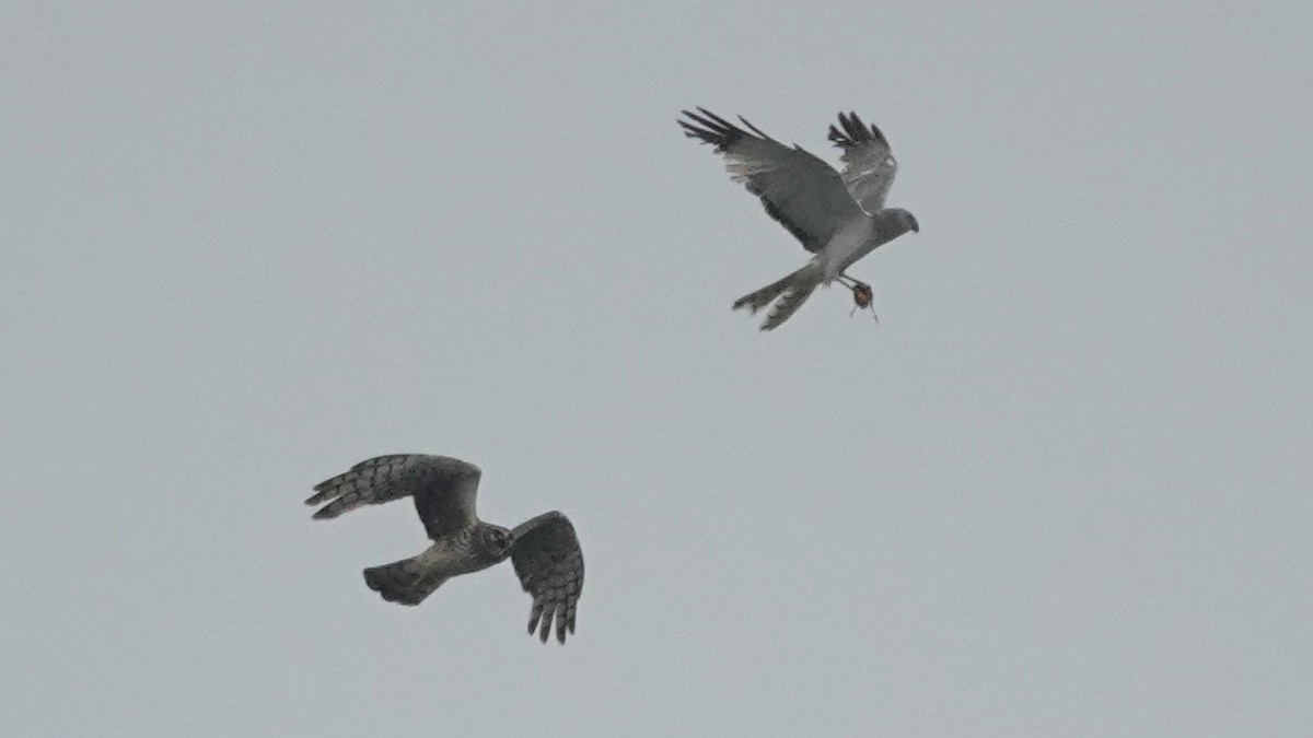 Northern Harrier - ML638635005