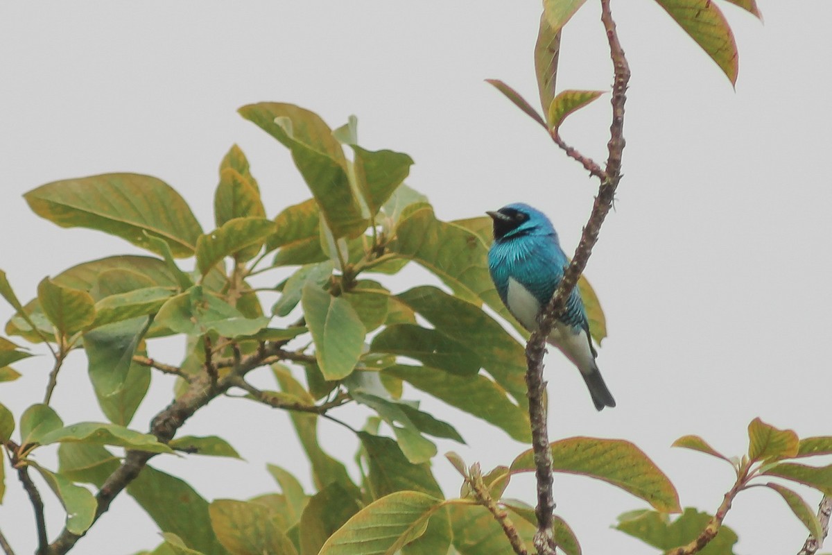 Swallow Tanager - ML638635049