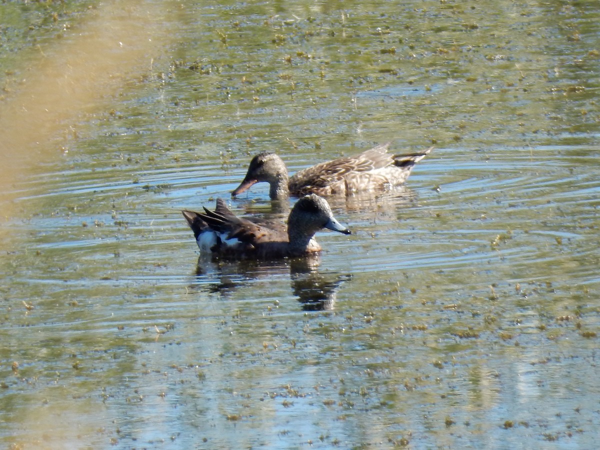 Canard d'Amérique - ML638635052
