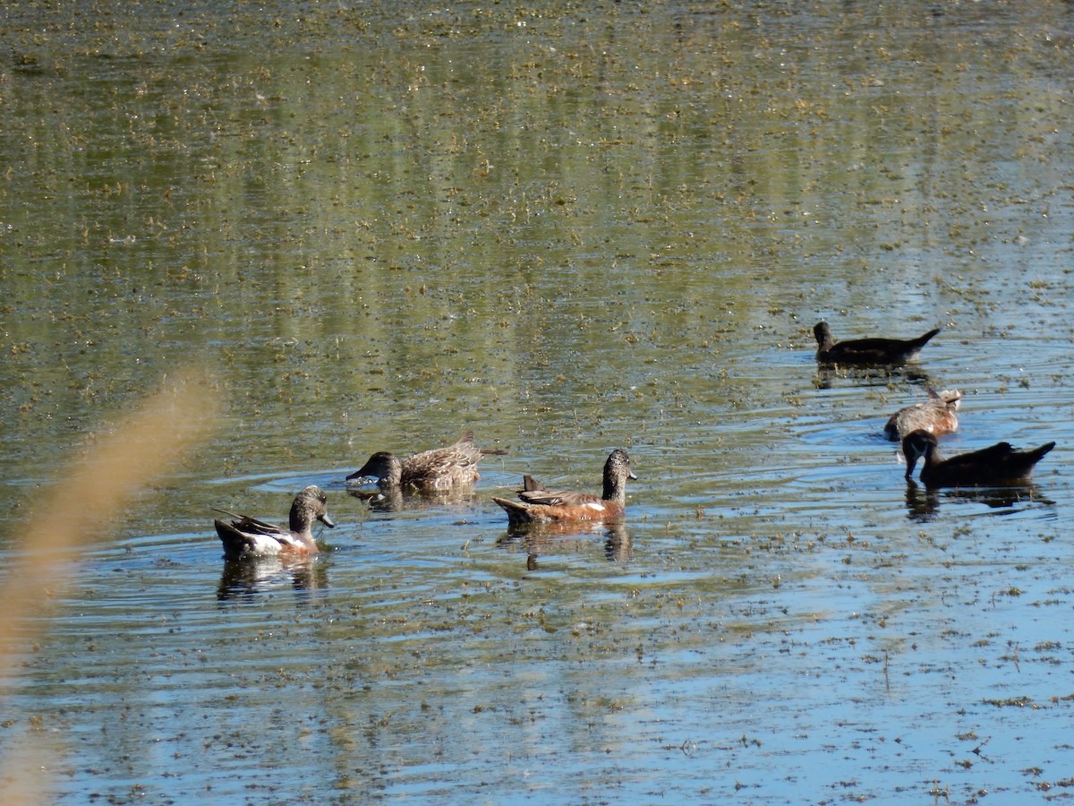 Canard d'Amérique - ML638635053