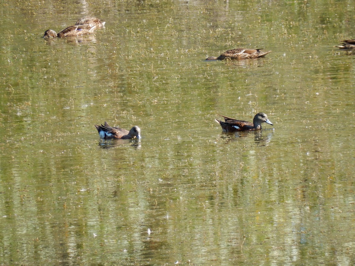 Canard d'Amérique - ML638635054