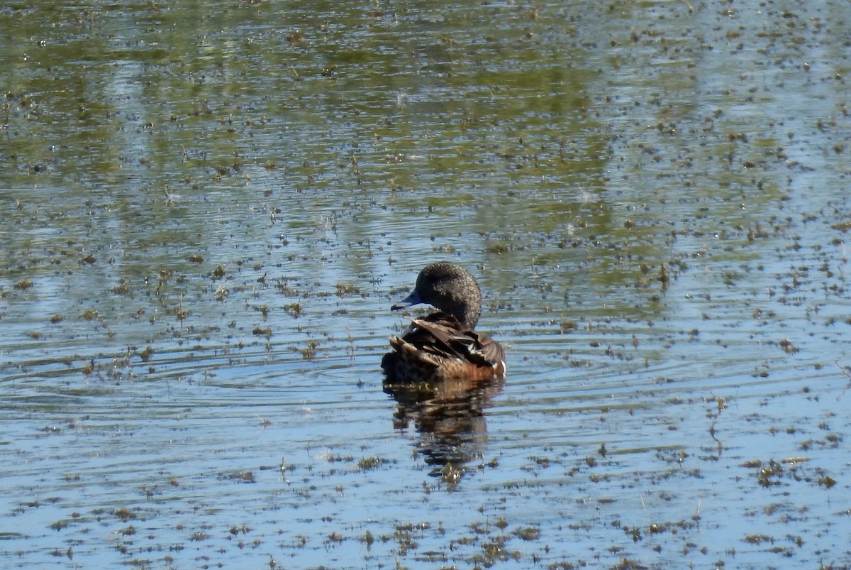 Canard d'Amérique - ML638635055