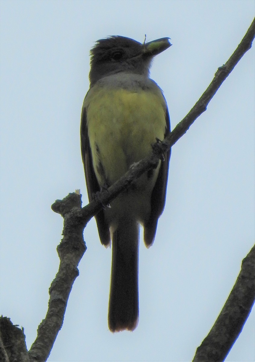 Tyran huppé - ML638635061