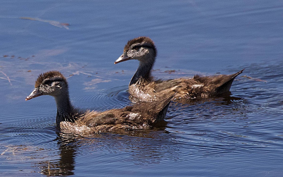 Anatidae sp. - ML638635098