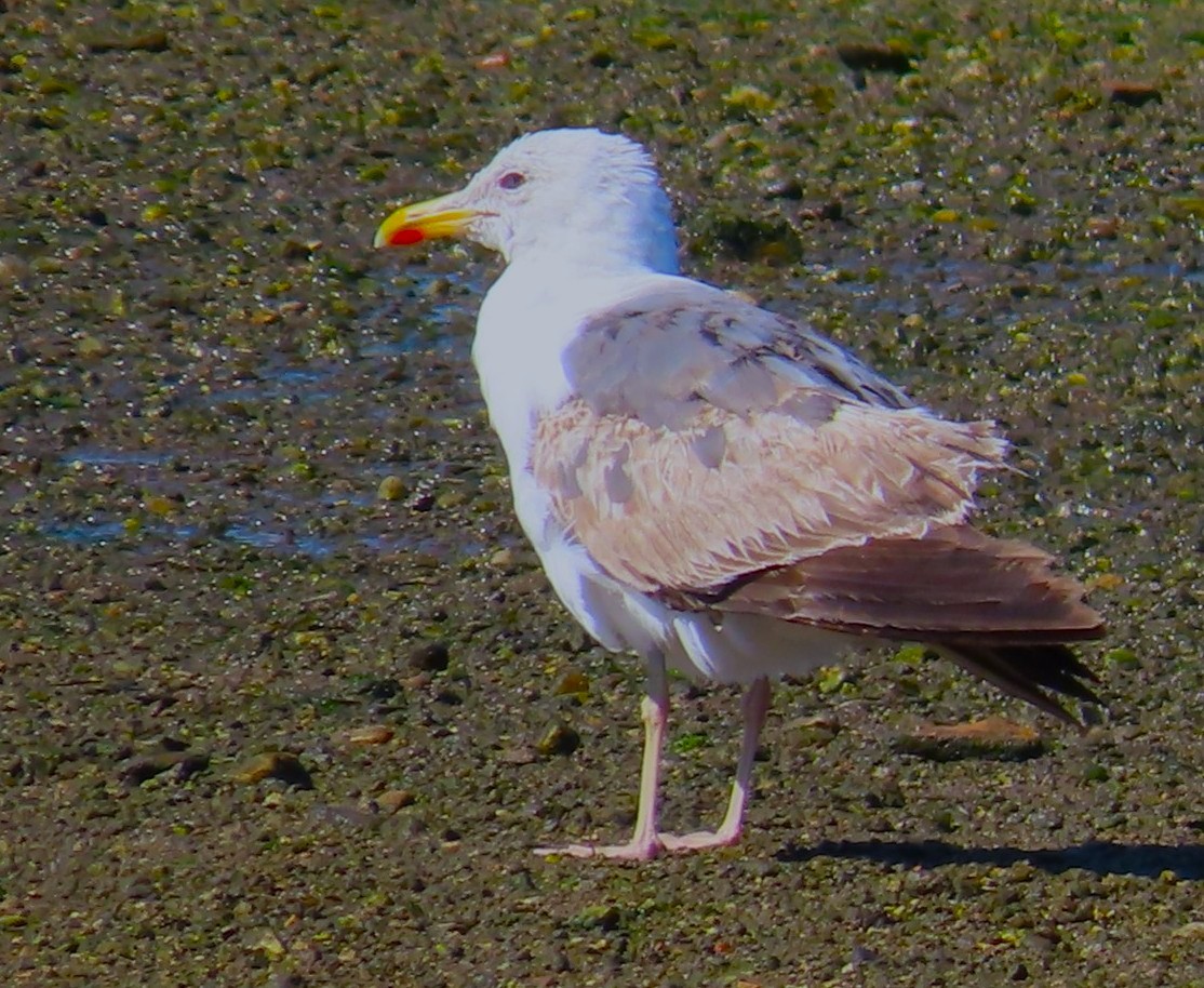 Lesser Black-backed Gull - ML638635174