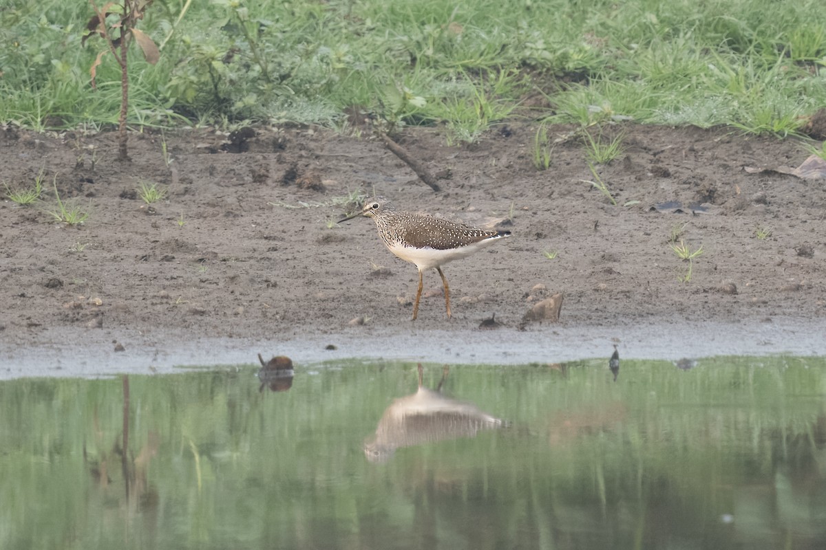Green Sandpiper - ML638635227