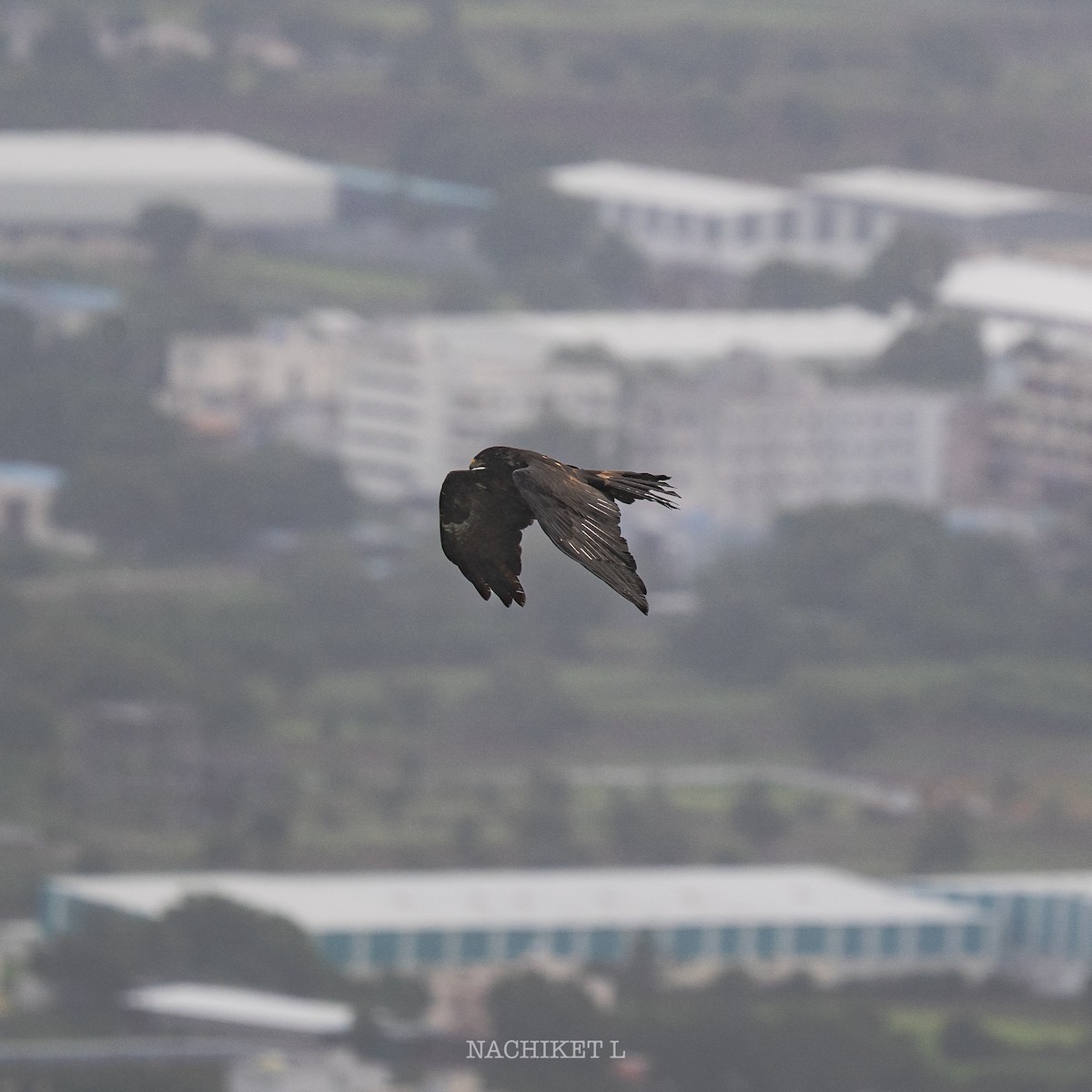 Black Eagle - ML638635338