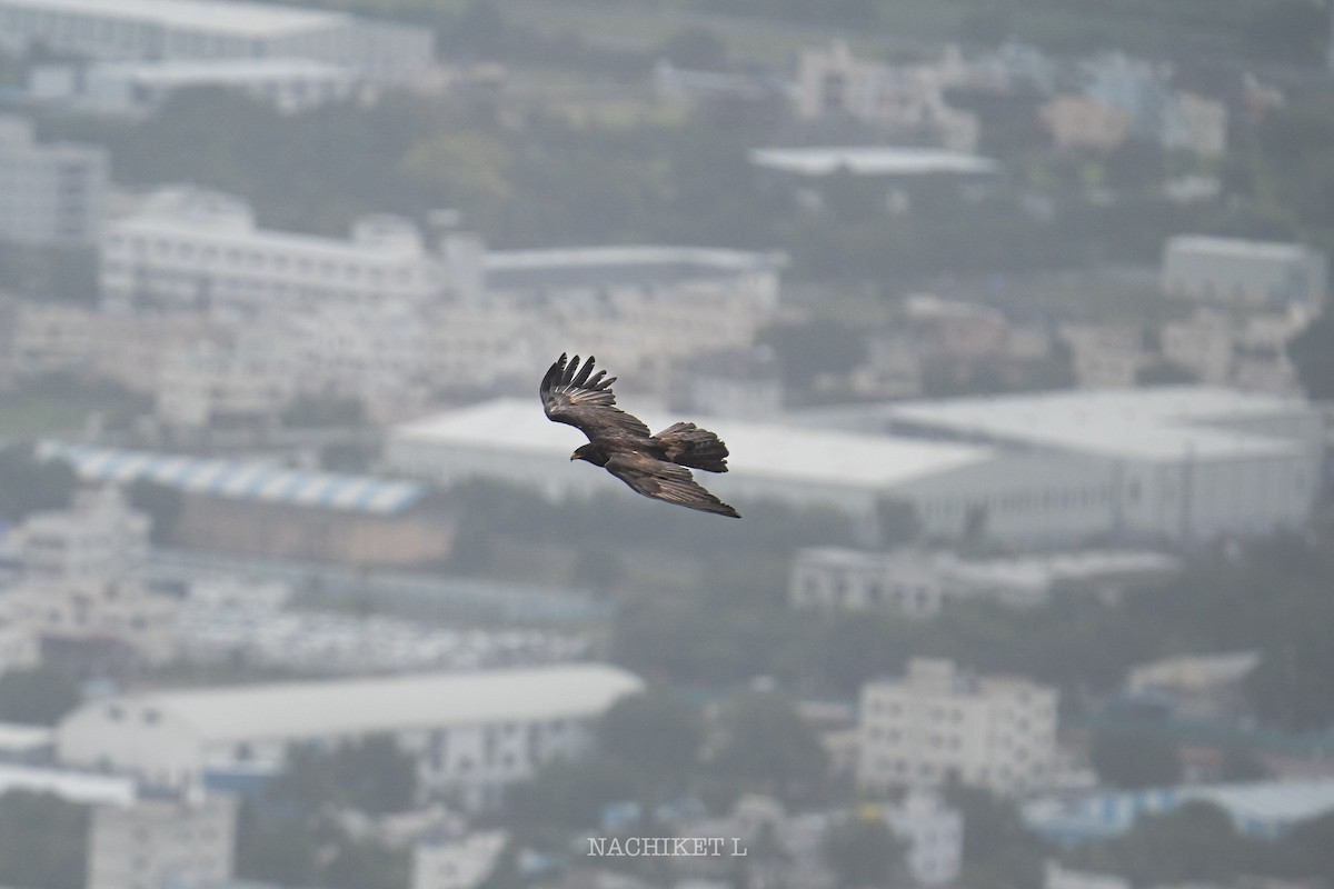 Black Eagle - ML638635339