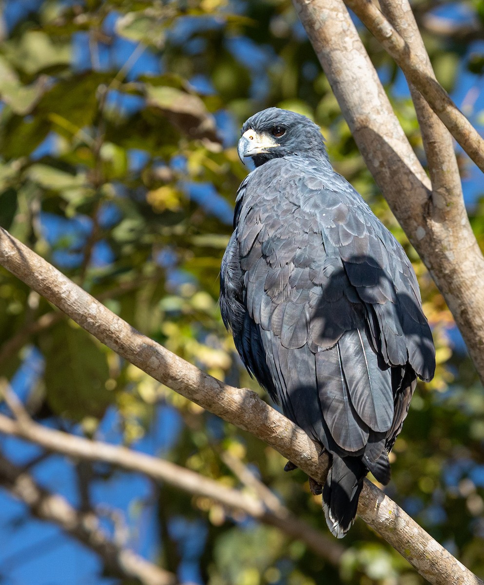Great Black Hawk - ML638635368