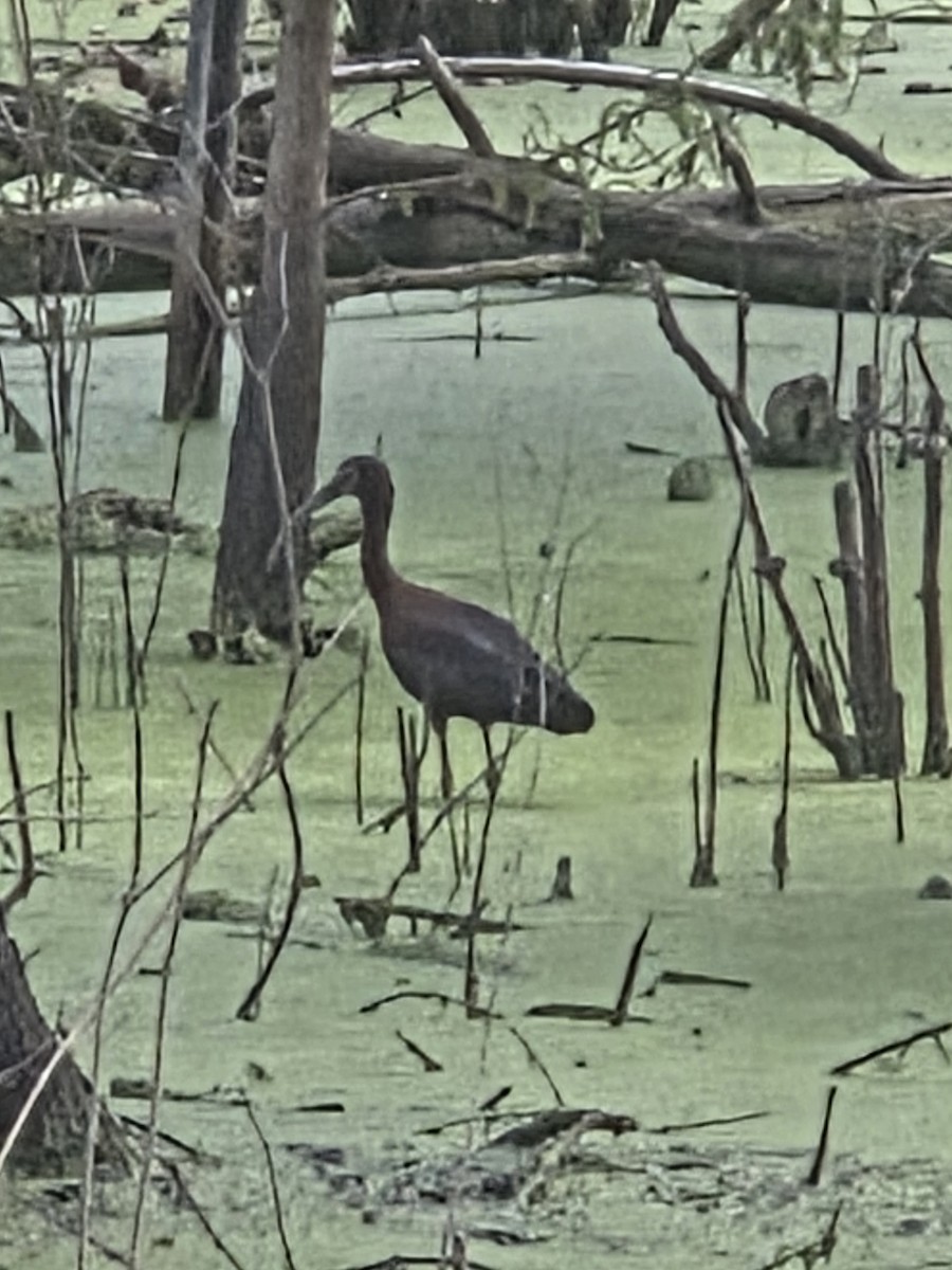 White Ibis - ML638635377
