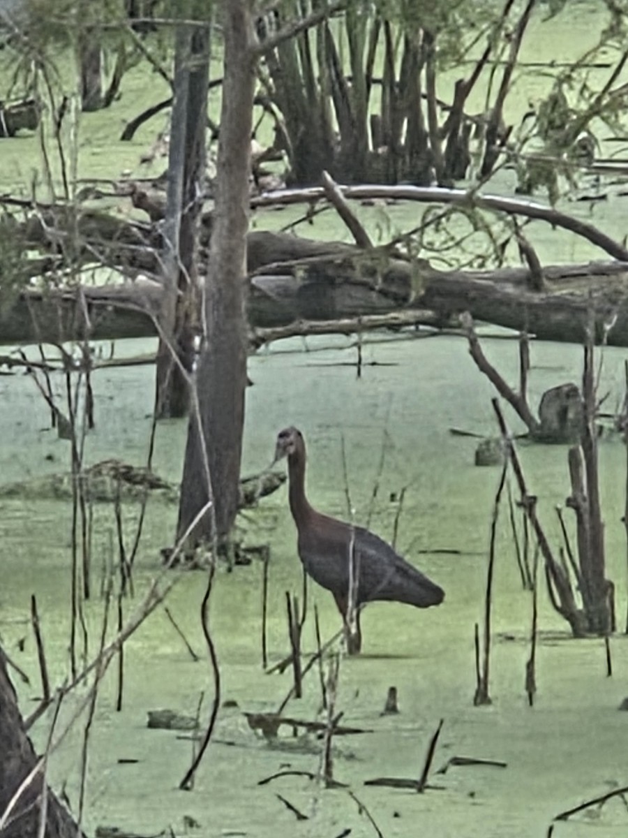White Ibis - ML638635379
