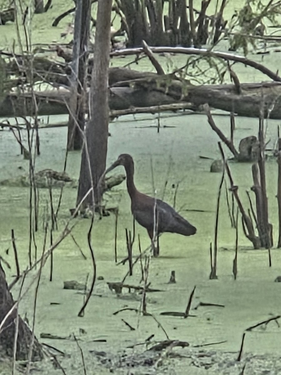 White Ibis - ML638635380