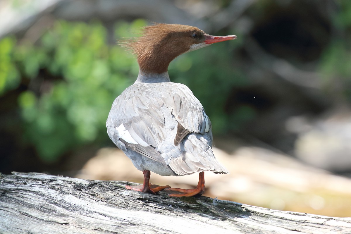 Common Merganser - ML638635613