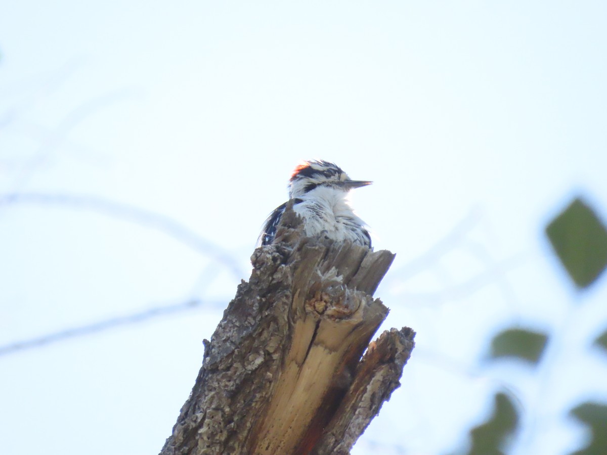 Downy Woodpecker - ML638635619
