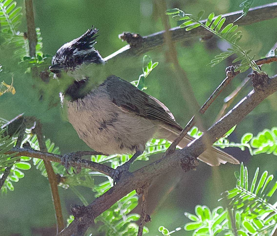 Bridled Titmouse - ML638635660