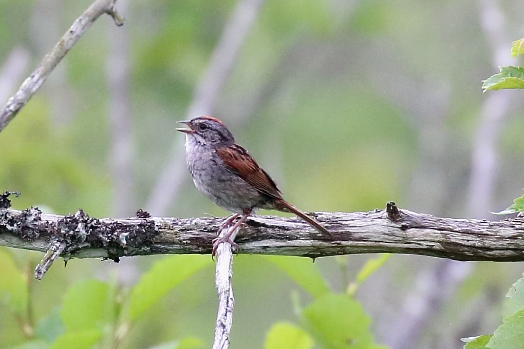 Swamp Sparrow - ML638635676
