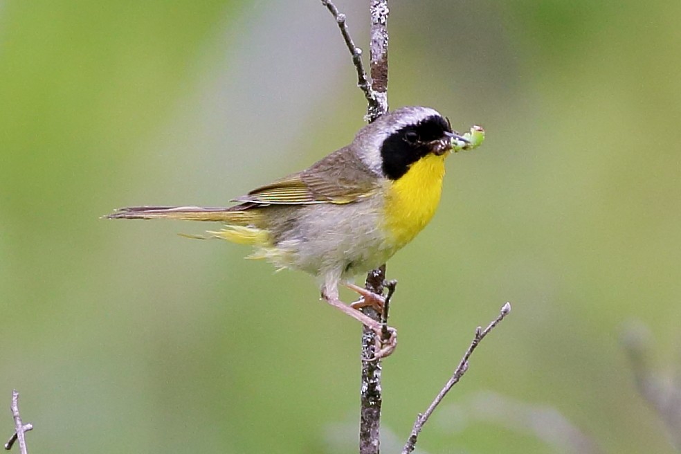 Common Yellowthroat - ML638635679
