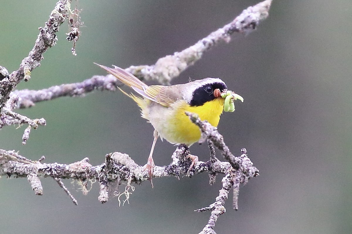 Common Yellowthroat - ML638635680