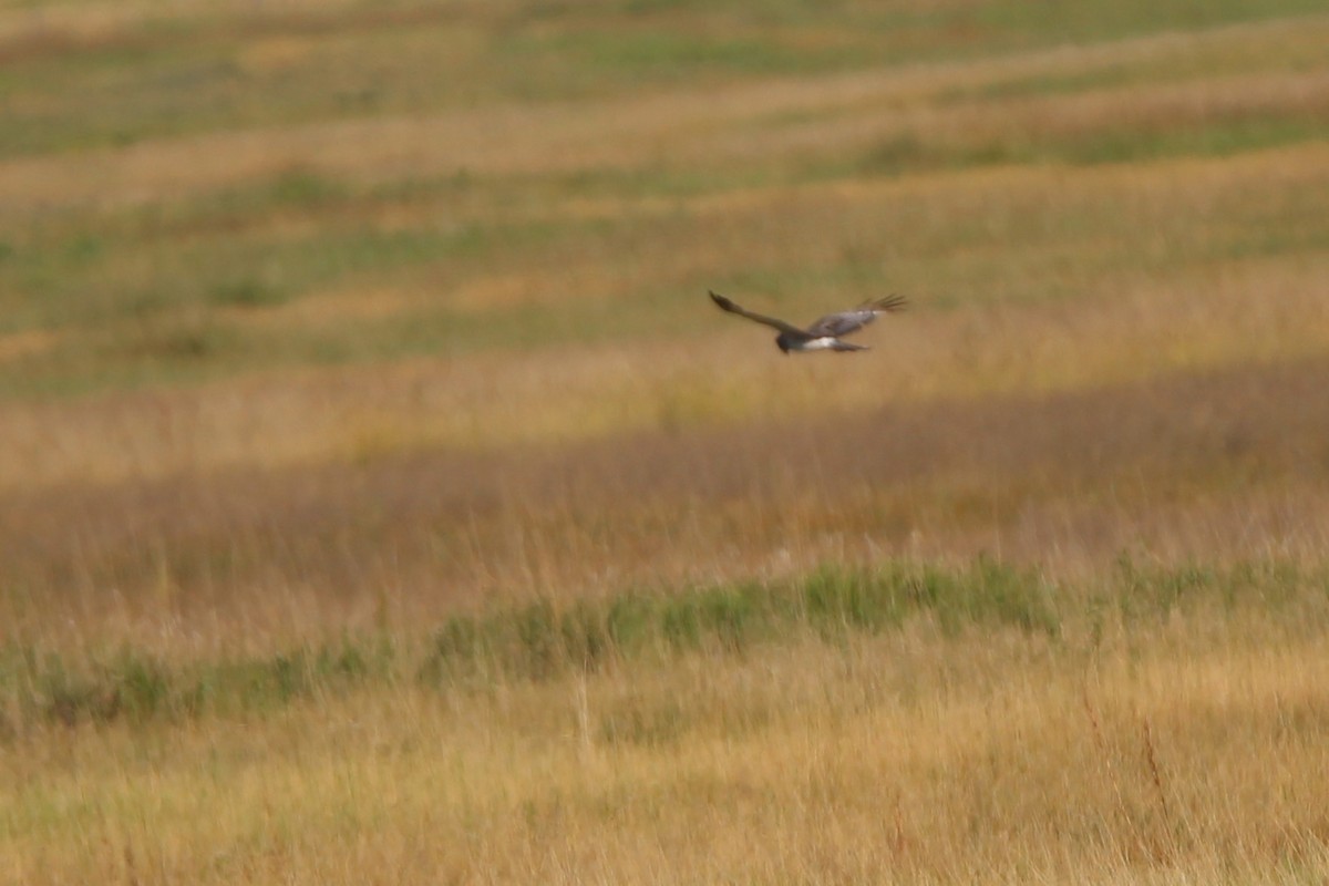 Northern Harrier - ML638635706