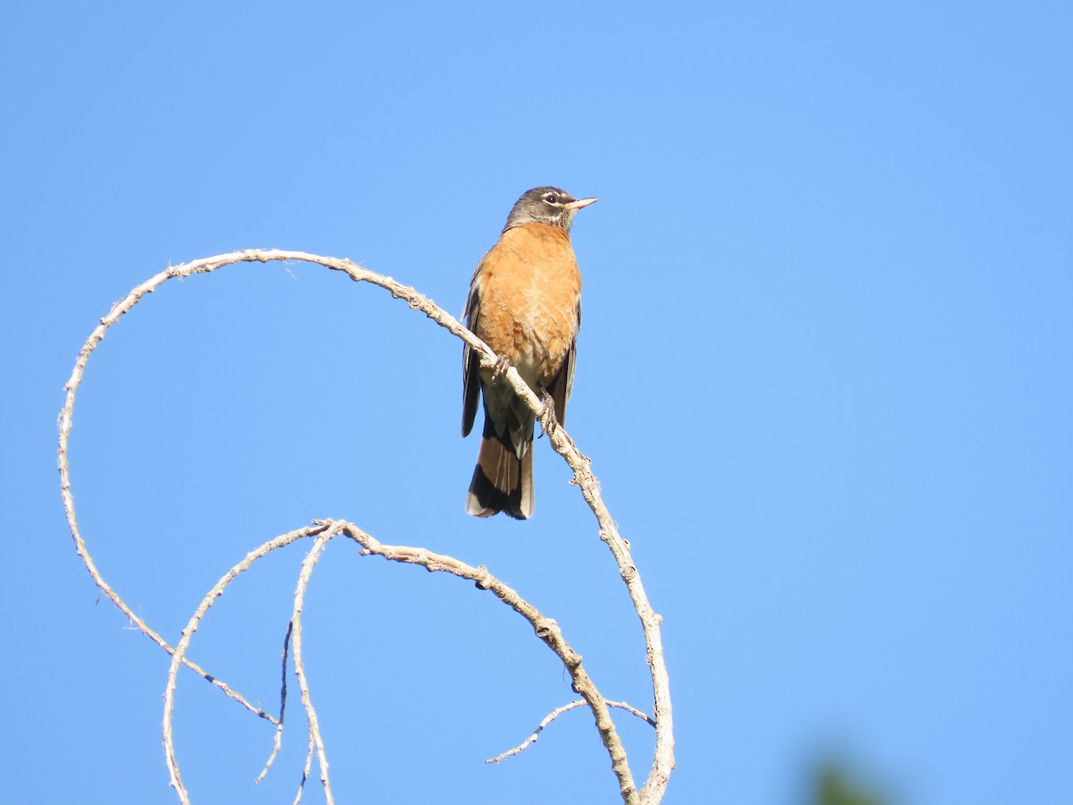 American Robin - ML638635724