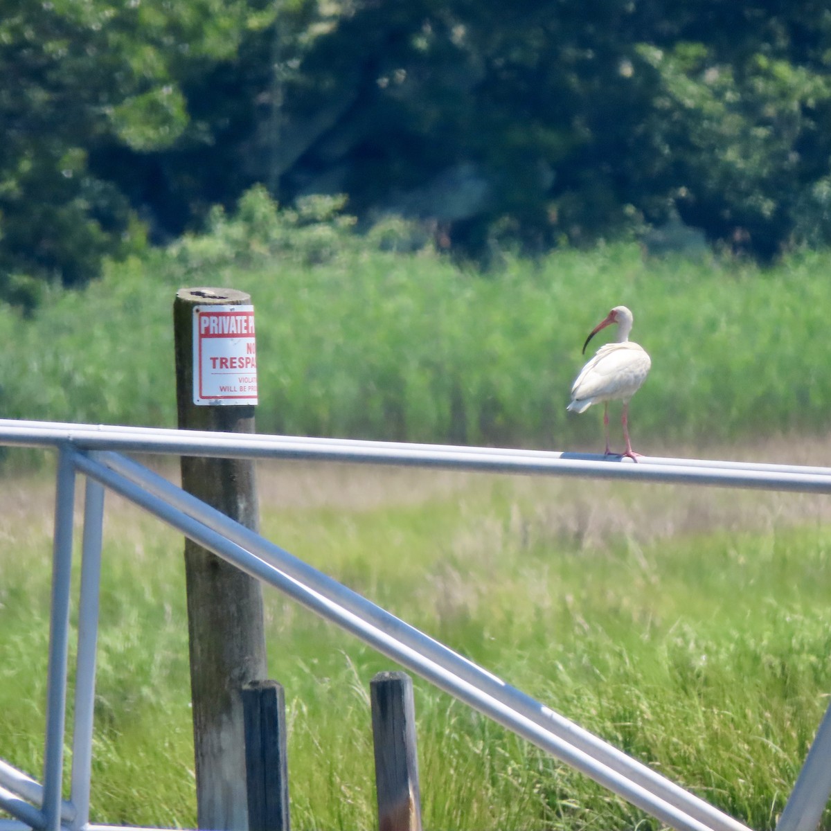 White Ibis - ML638635804