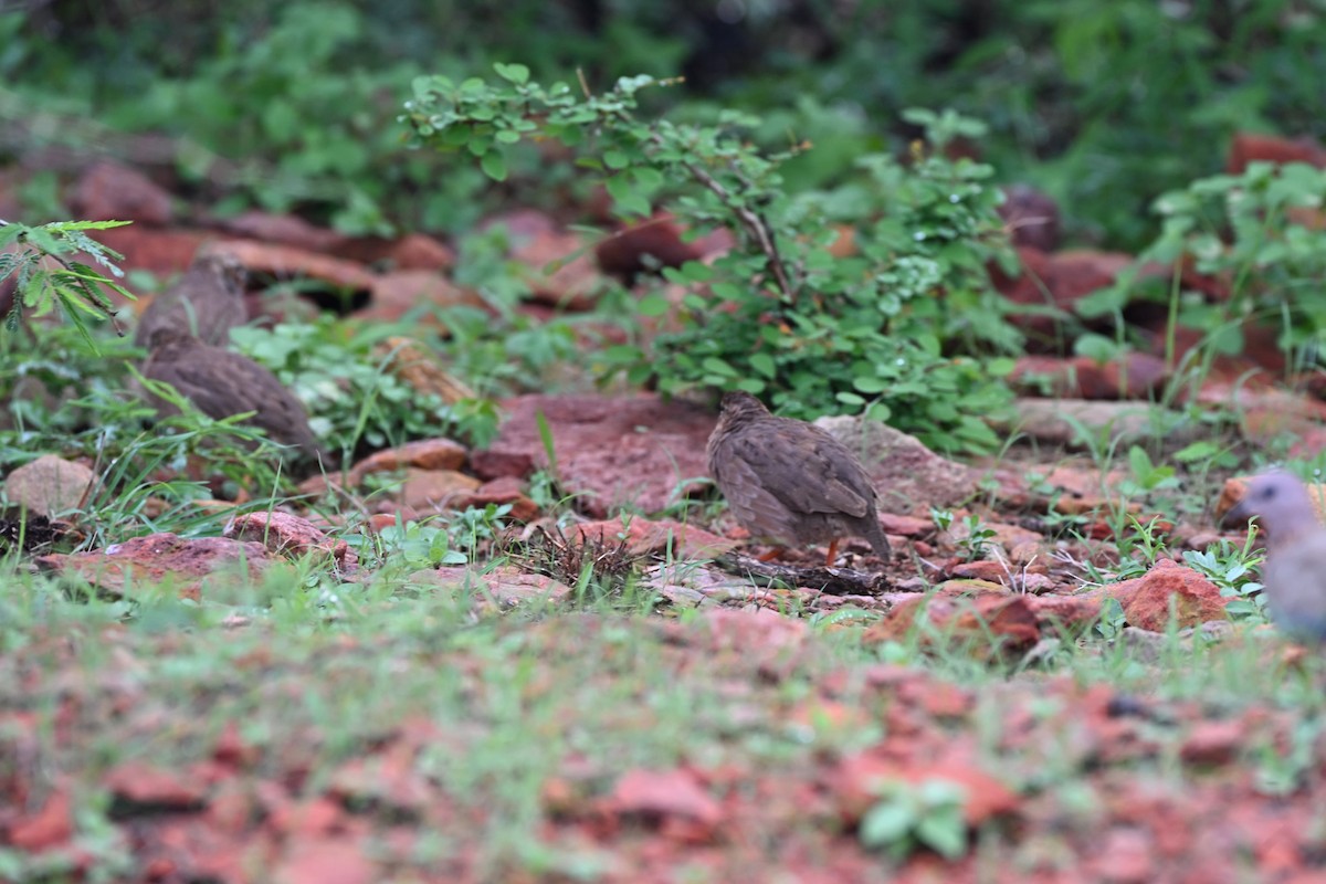 Rock Bush-Quail - ML638635888