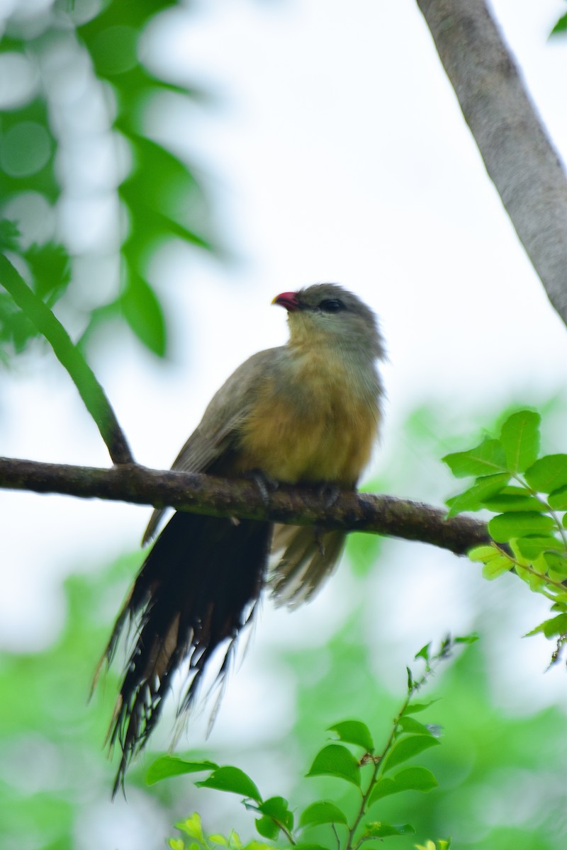Sirkeer Malkoha - ML638635895