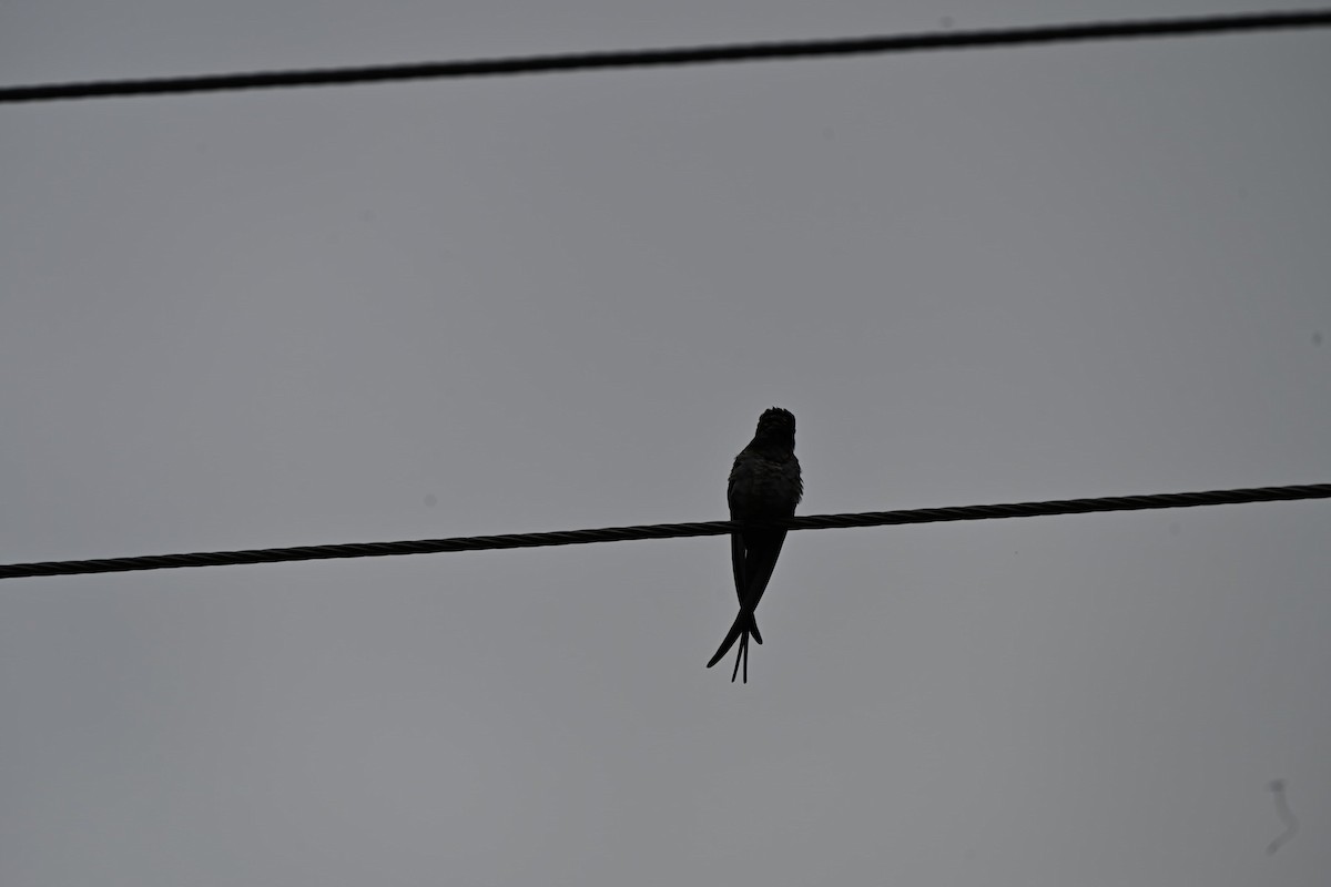 Crested Treeswift - ML638635935
