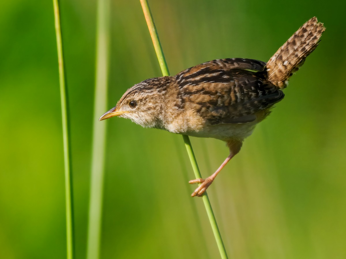 Sedge Wren - ML638636015
