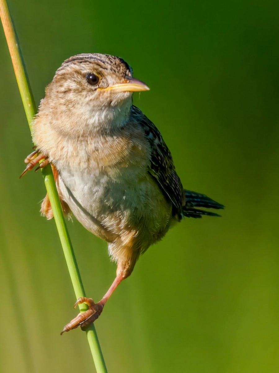 Sedge Wren - ML638636016
