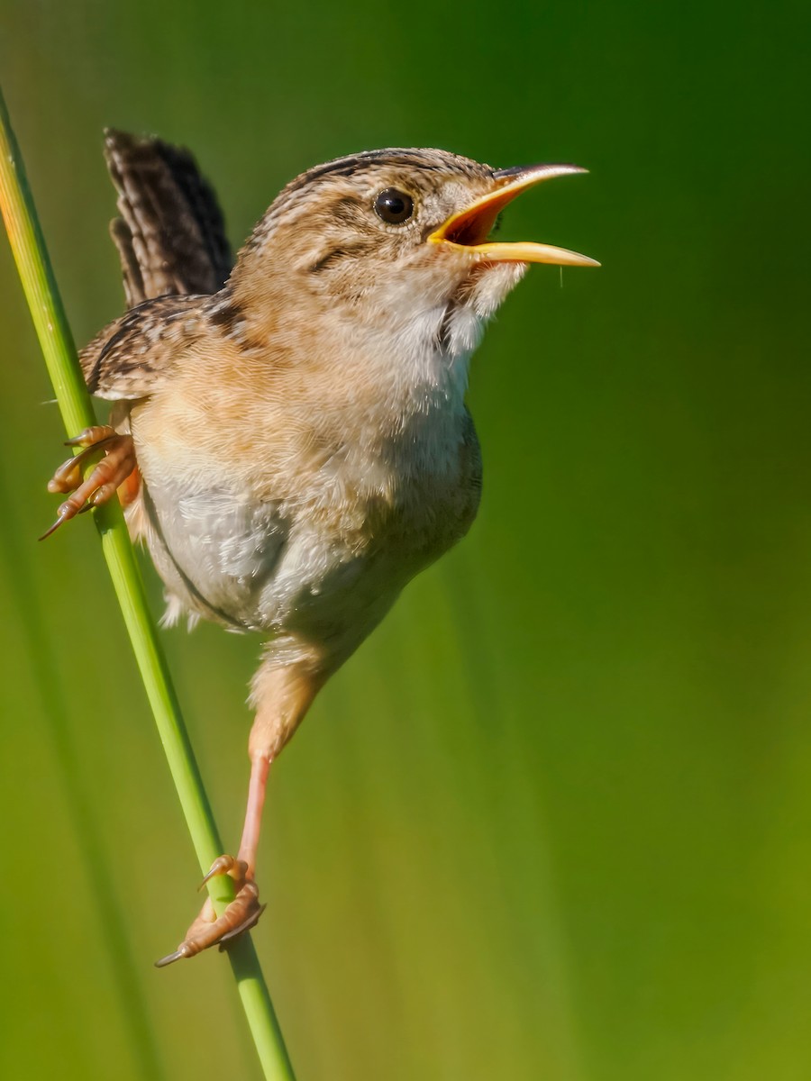 Sedge Wren - ML638636017