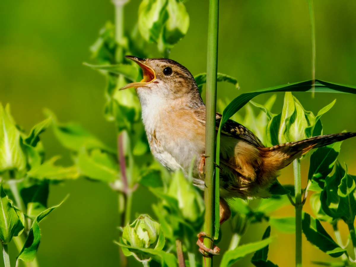 Sedge Wren - ML638636018