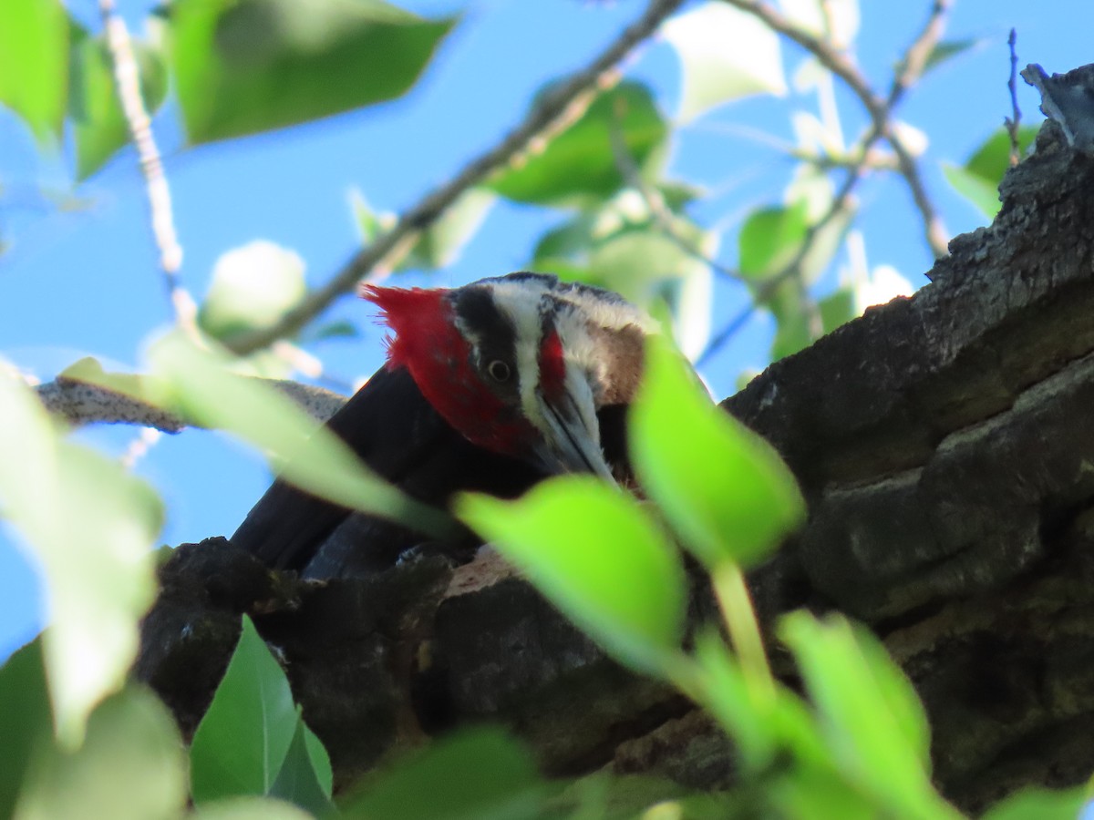 Pileated Woodpecker - ML638636022