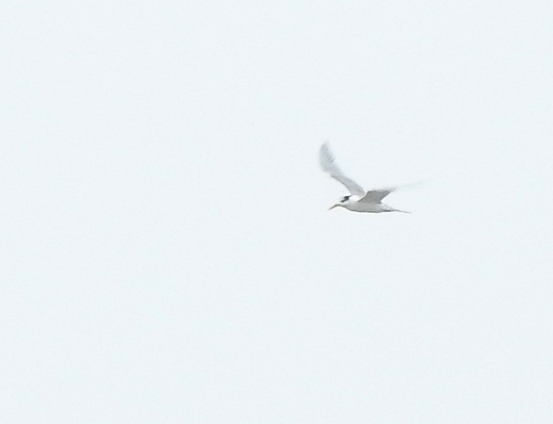 Great Crested Tern - ML638636136