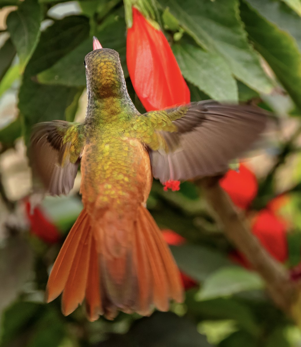 Amazilia Hummingbird - ML638636333