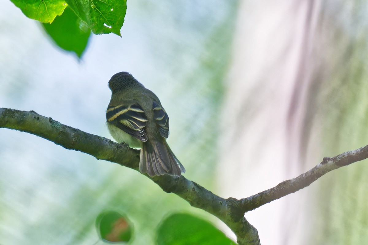 Blue-headed Vireo - ML638636412