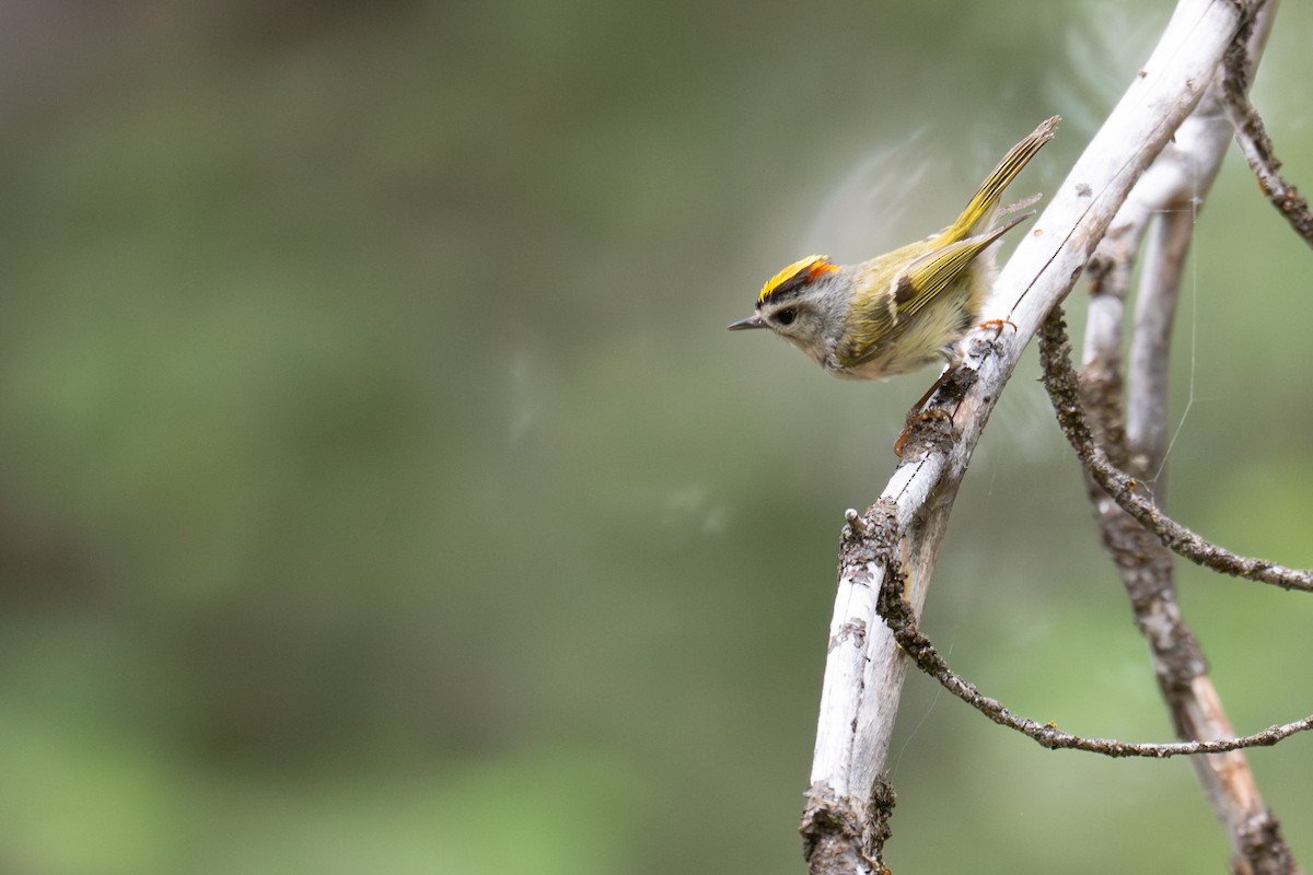 Golden-crowned Kinglet - ML638636413