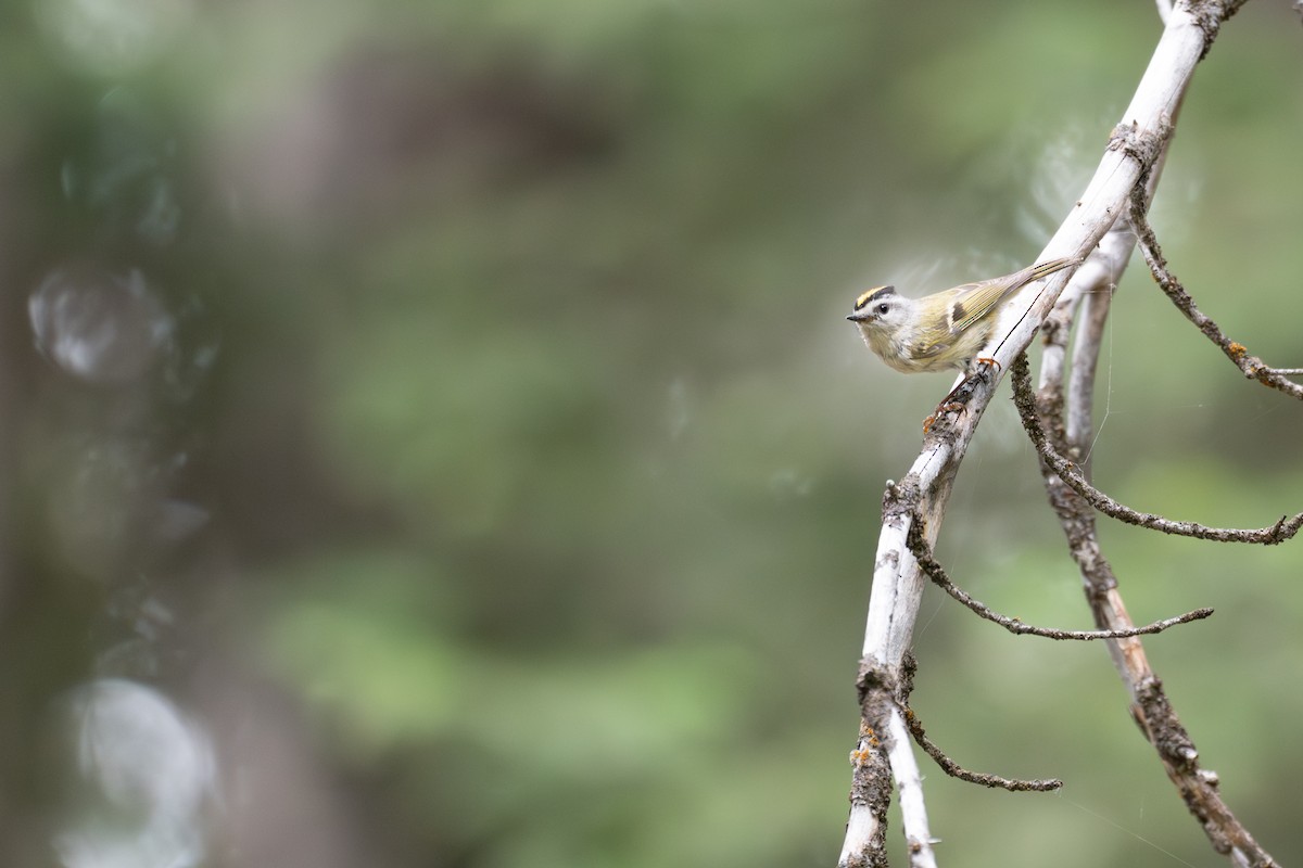 Golden-crowned Kinglet - ML638636414