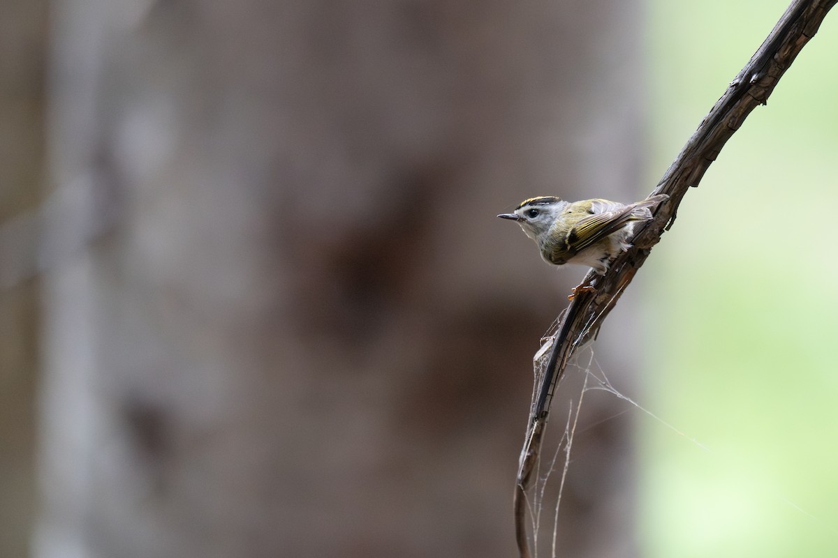 Golden-crowned Kinglet - ML638636415