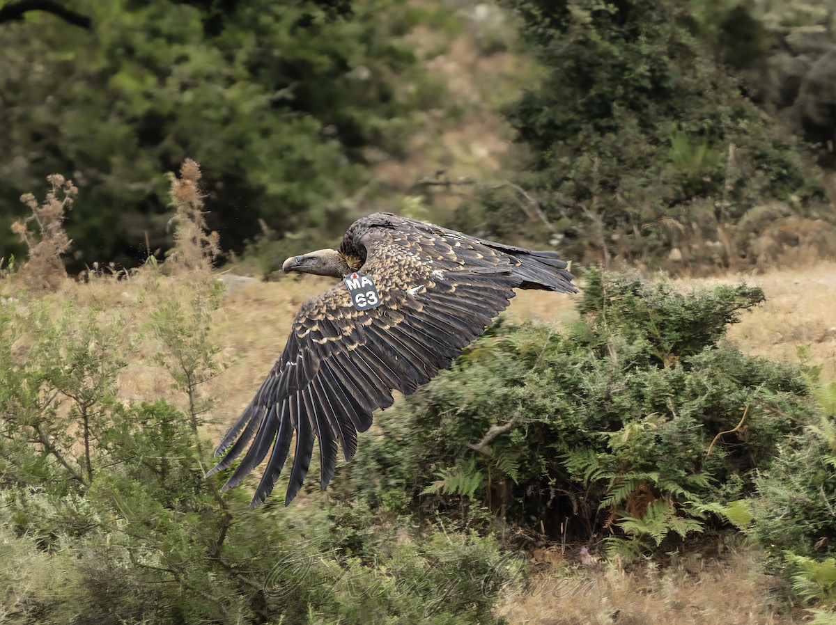 Rüppell's Griffon - ML638636459