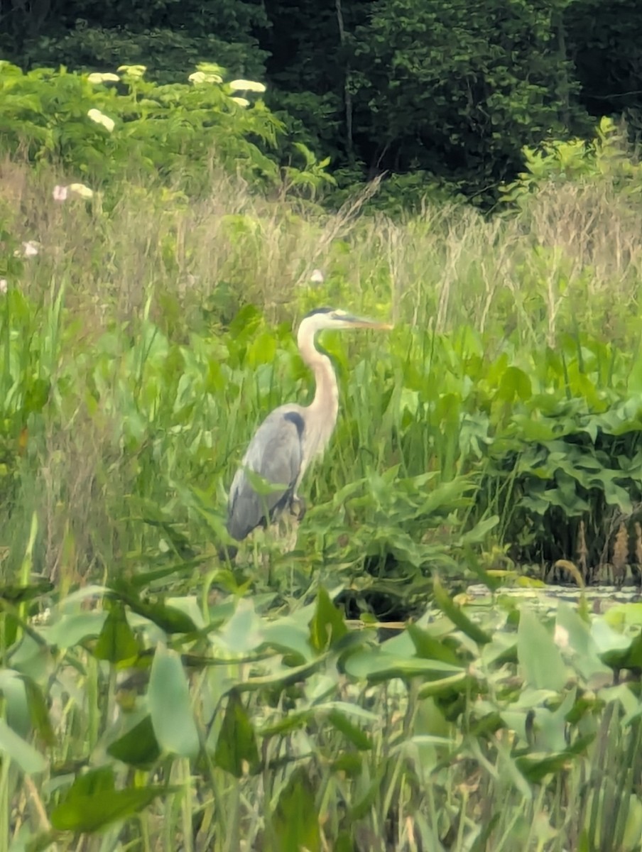 Great Blue Heron - ML638636461