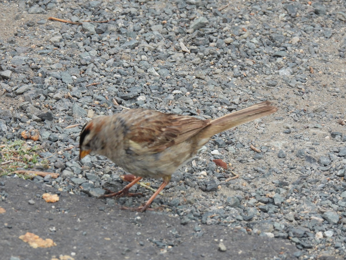 White-crowned Sparrow - ML638636517