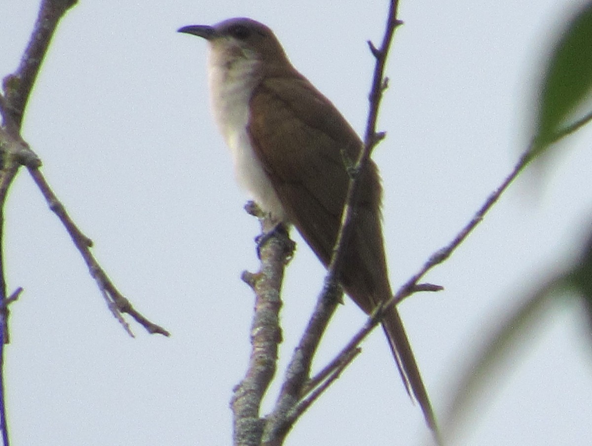 Black-billed Cuckoo - ML638636519