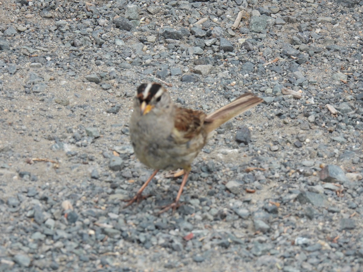 White-crowned Sparrow - ML638636530
