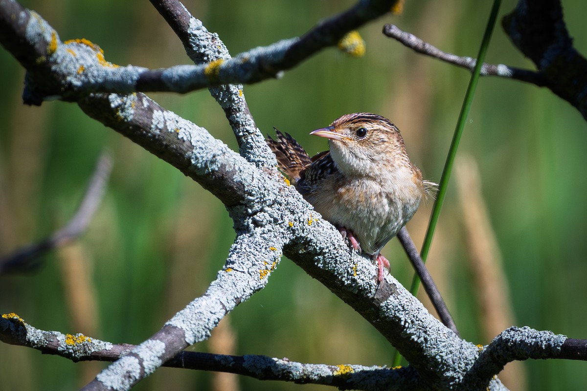 Sedge Wren - ML638636549