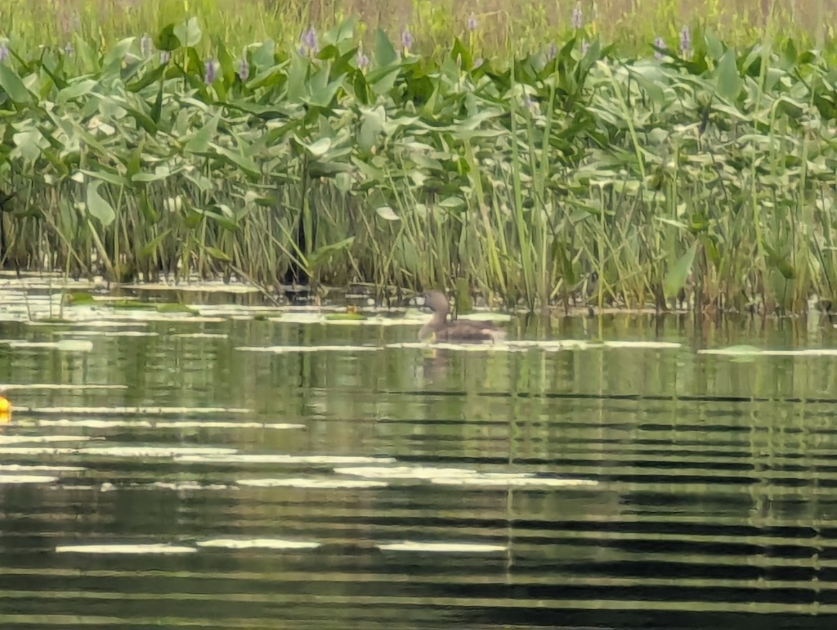 Pied-billed Grebe - ML638636559
